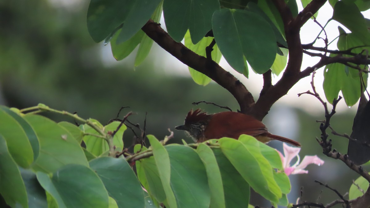 Barred Antshrike - ML623806279