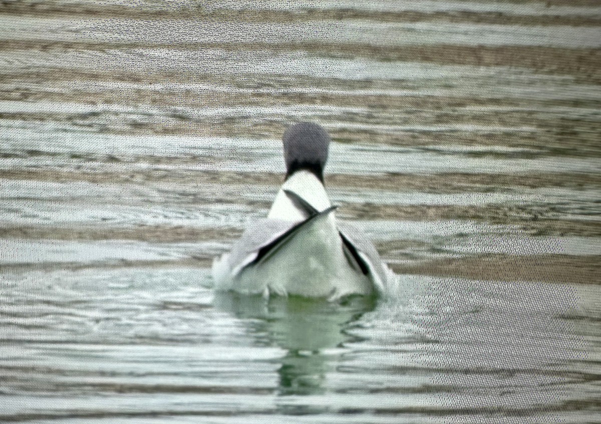 Sabine's Gull - ML623806284