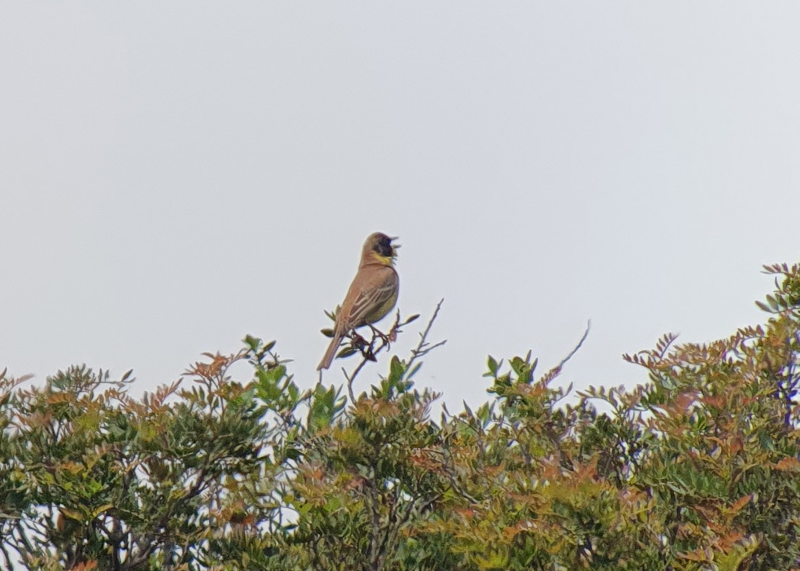 Black-headed Bunting - Livio Rey