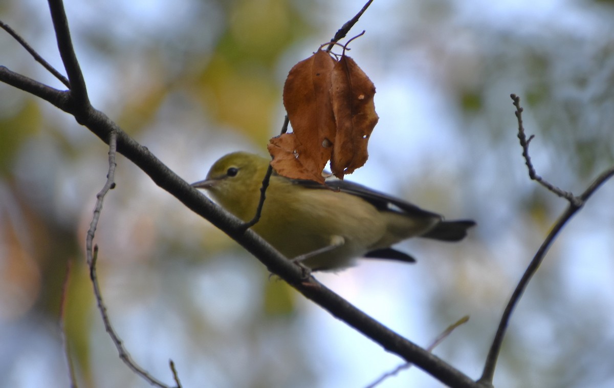 Bay-breasted Warbler - ML623806298