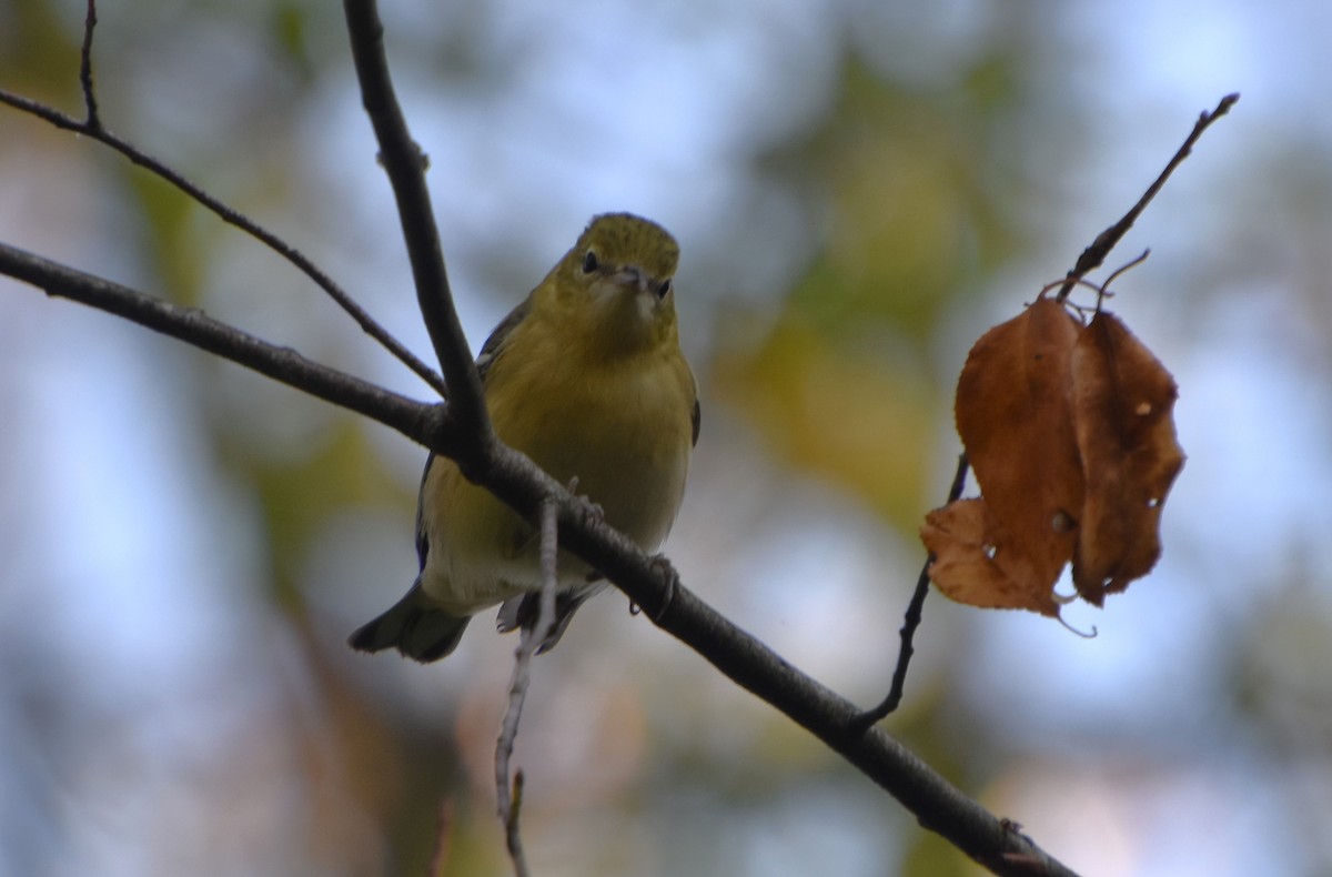 Bay-breasted Warbler - ML623806302