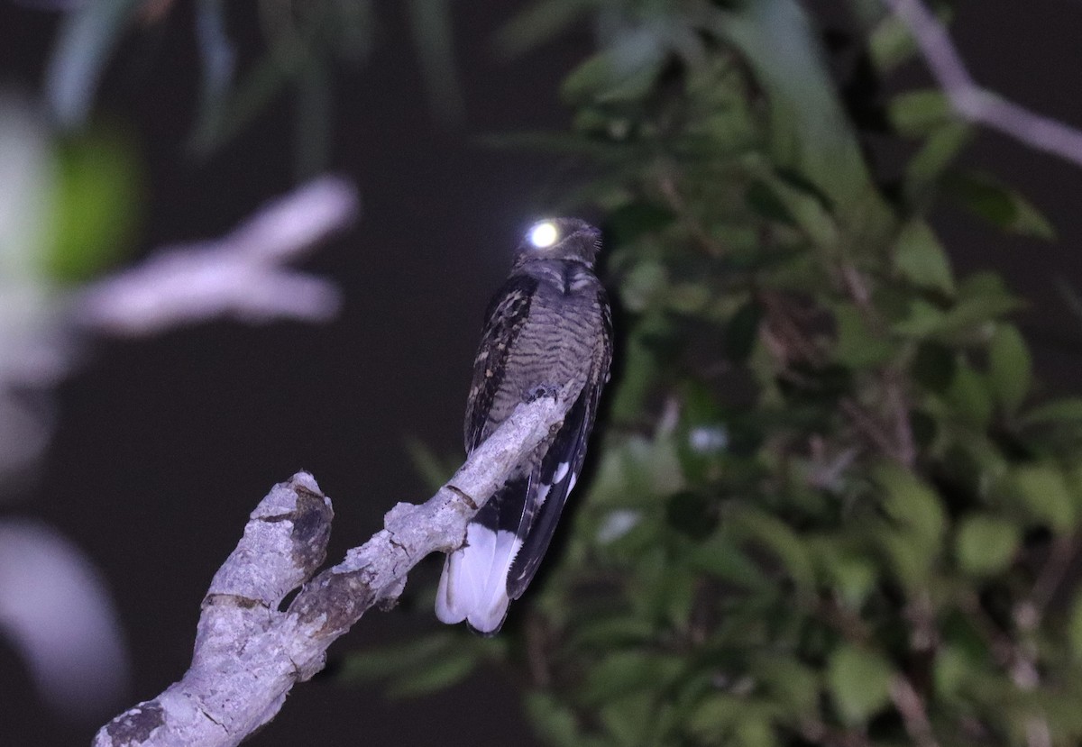 Large-tailed Nightjar - ML623806303