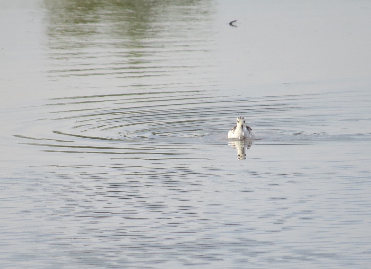 Red-necked Phalarope - ML623806306