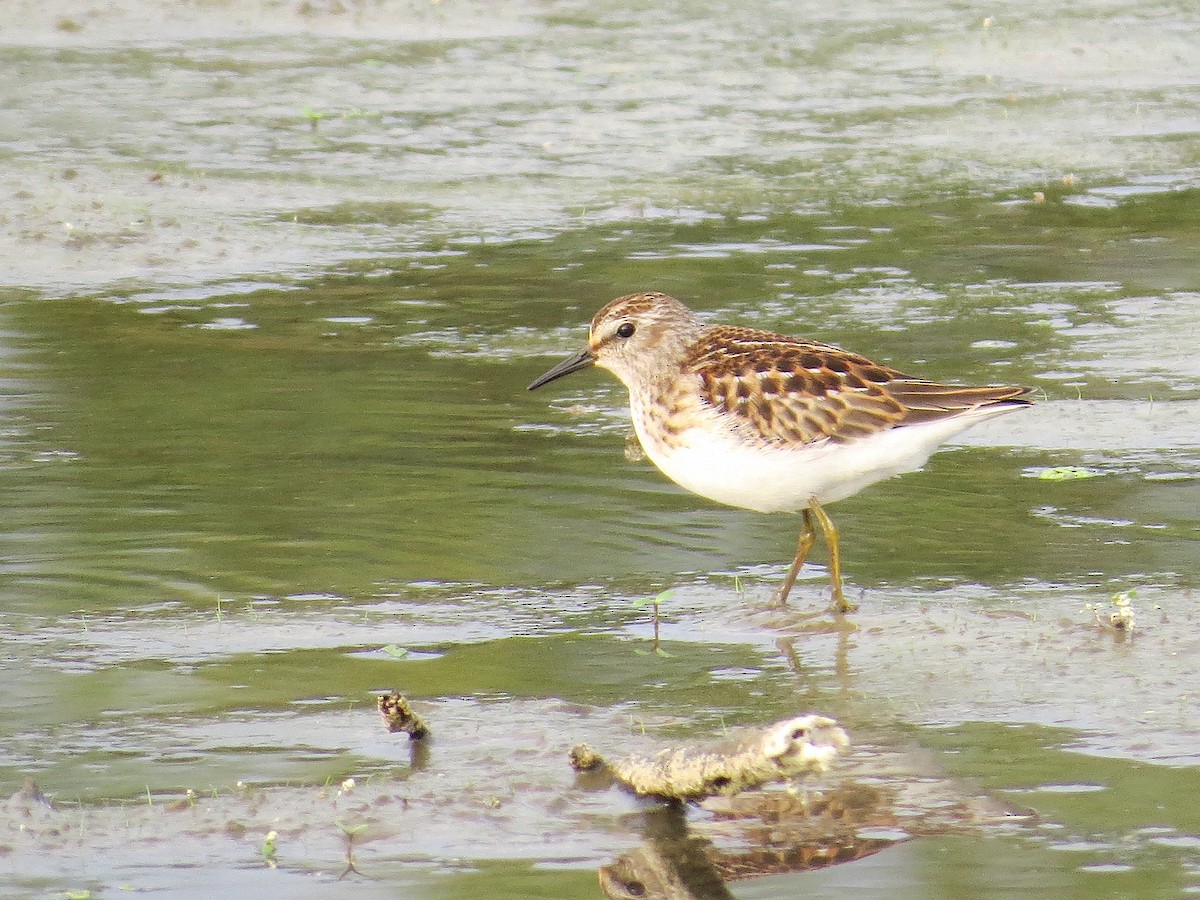 Least Sandpiper - ML623806331