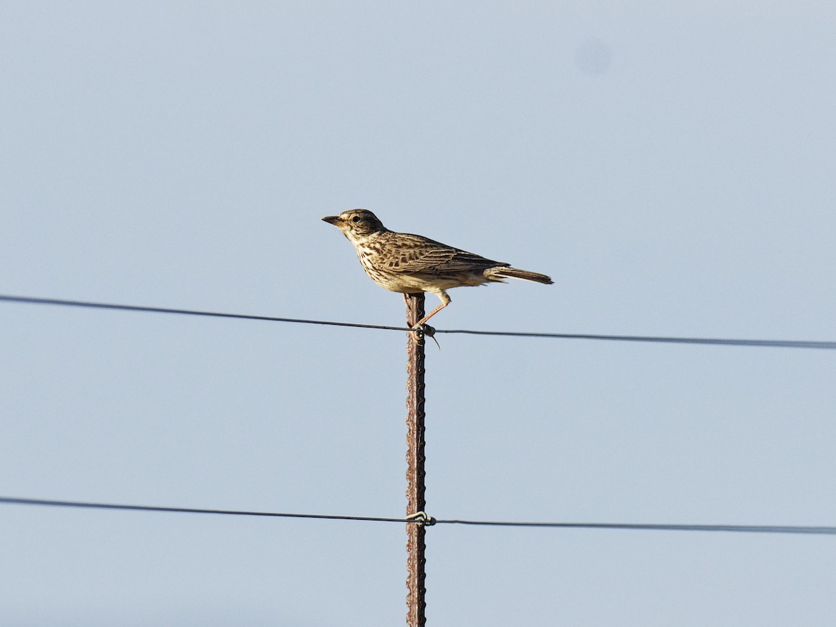 Large-billed Lark - Oleg Chernyshov