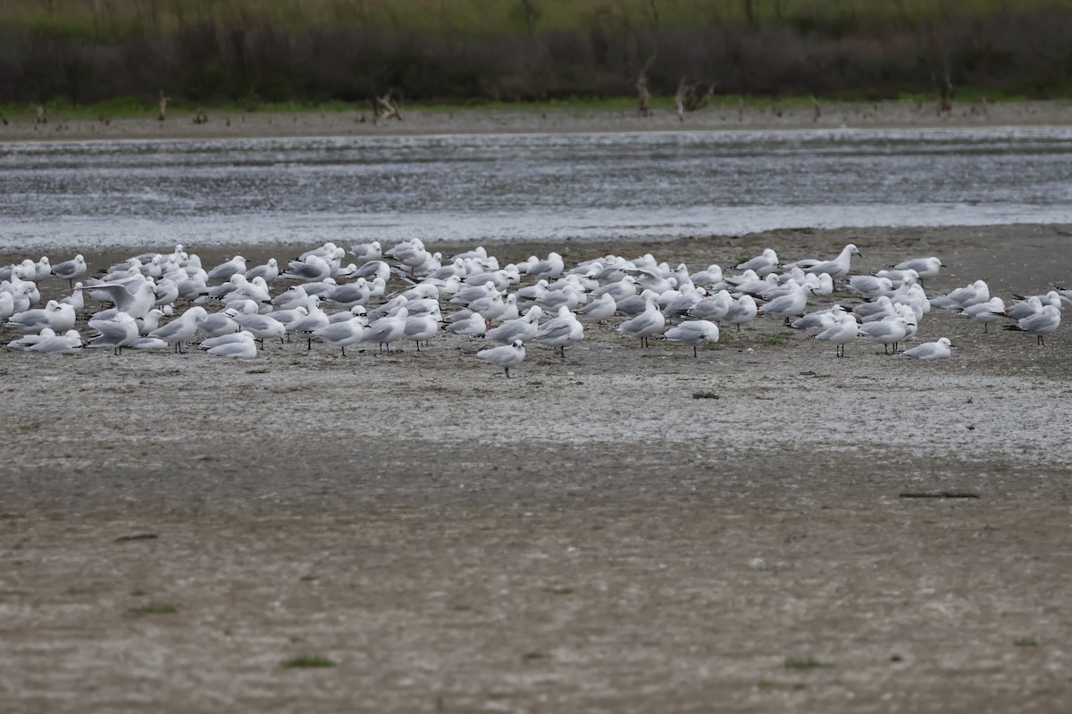 Mouette de Buller - ML623806372