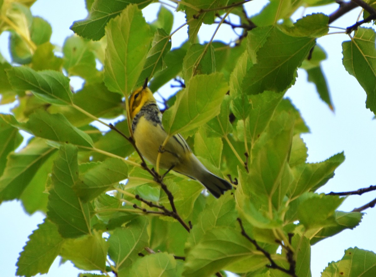 Reinita Dorsiverde - ML623806374