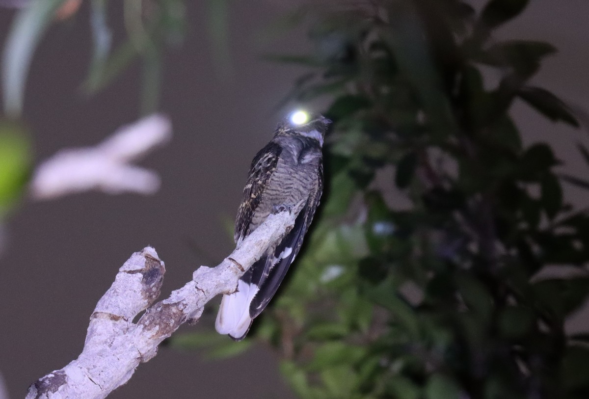 Large-tailed Nightjar - Wayne Paes