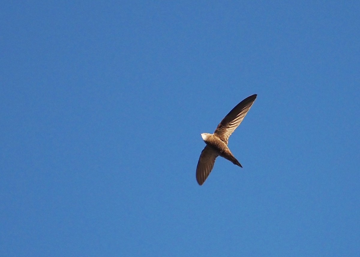 Pallid Swift - ML623806410