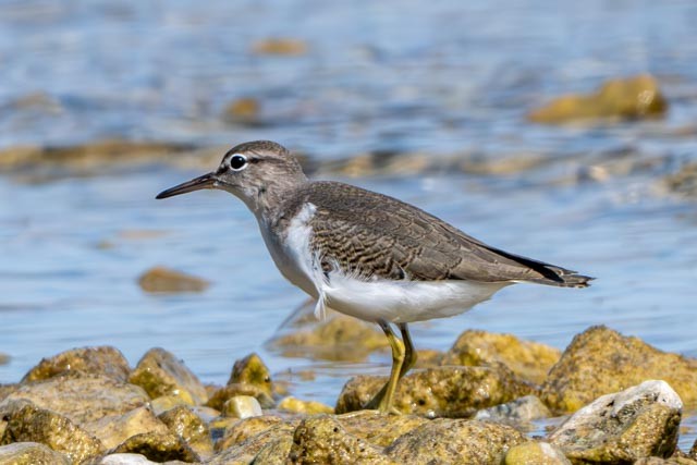 Spotted Sandpiper - Pam Grassmick