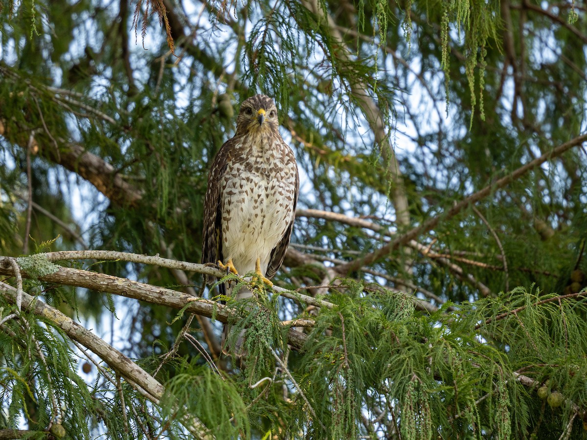 Red-shouldered Hawk - Chris Holmes