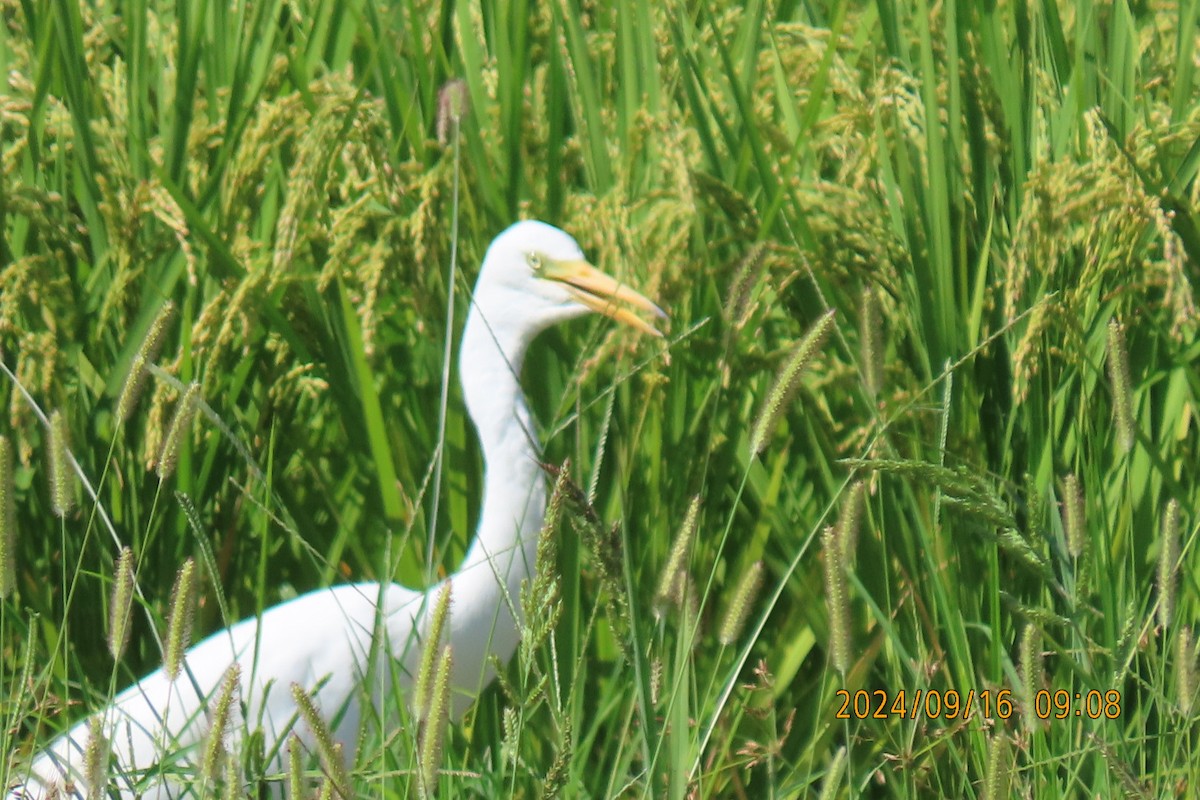 Medium Egret - ML623806454