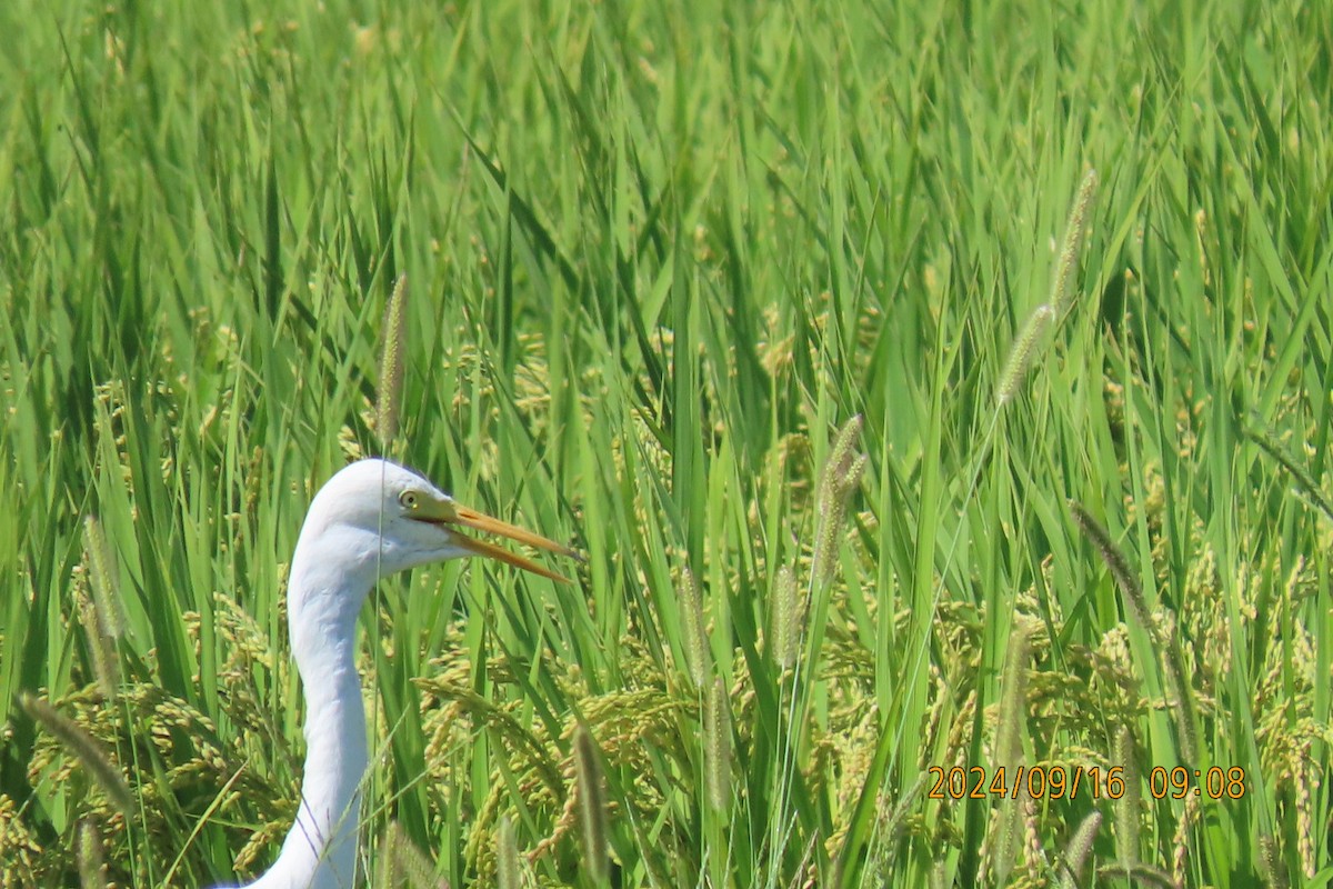 Medium Egret - ML623806455