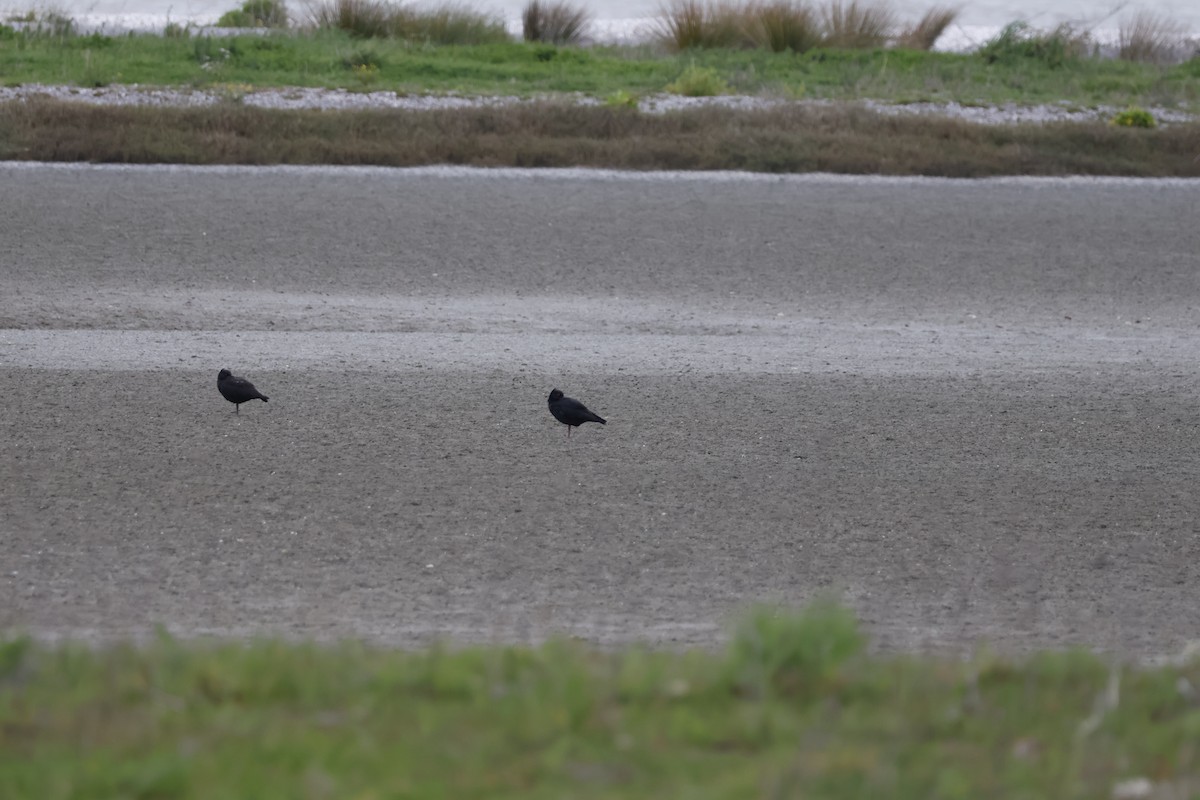 Variable Oystercatcher - ML623806463