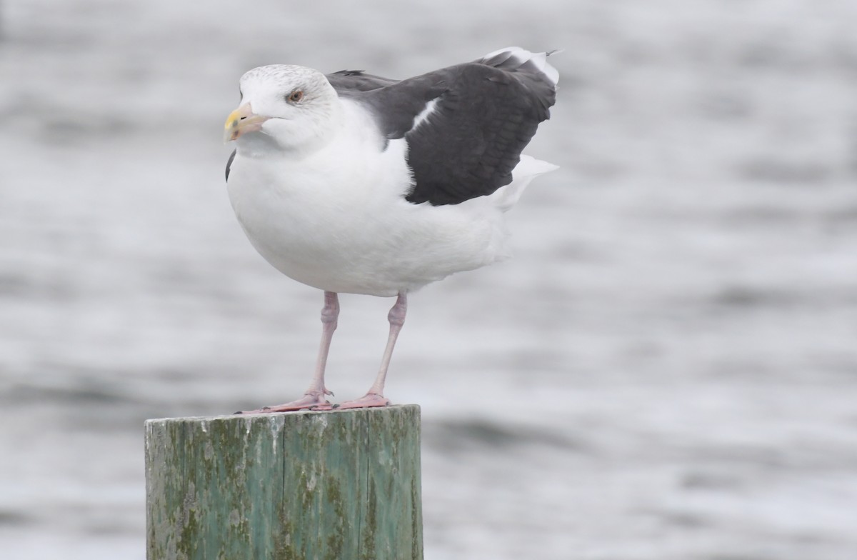 Gaviota Sombría - ML623806477