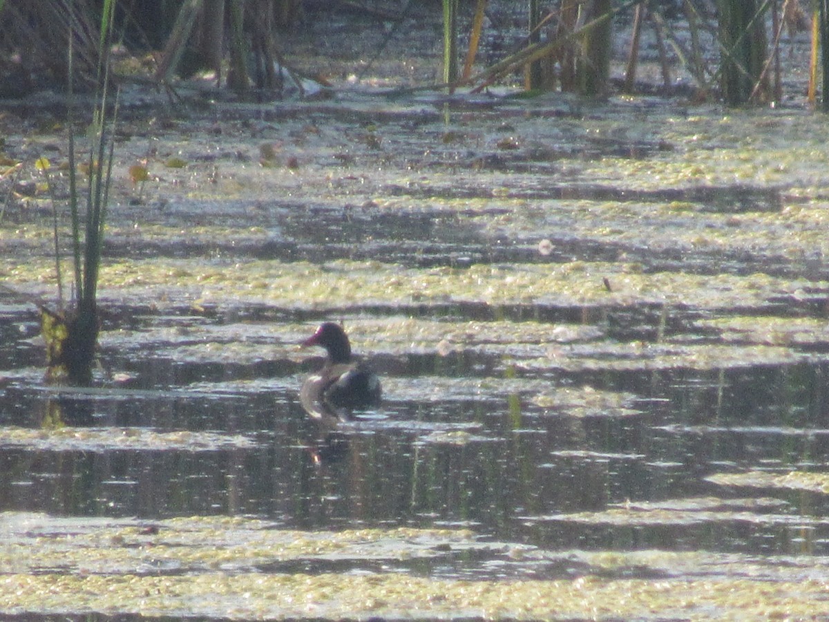 Gallinule d'Amérique - ML623806513