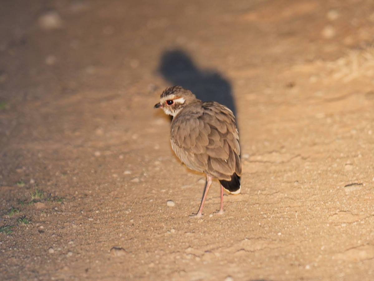 Bronze-winged Courser - ML623806518