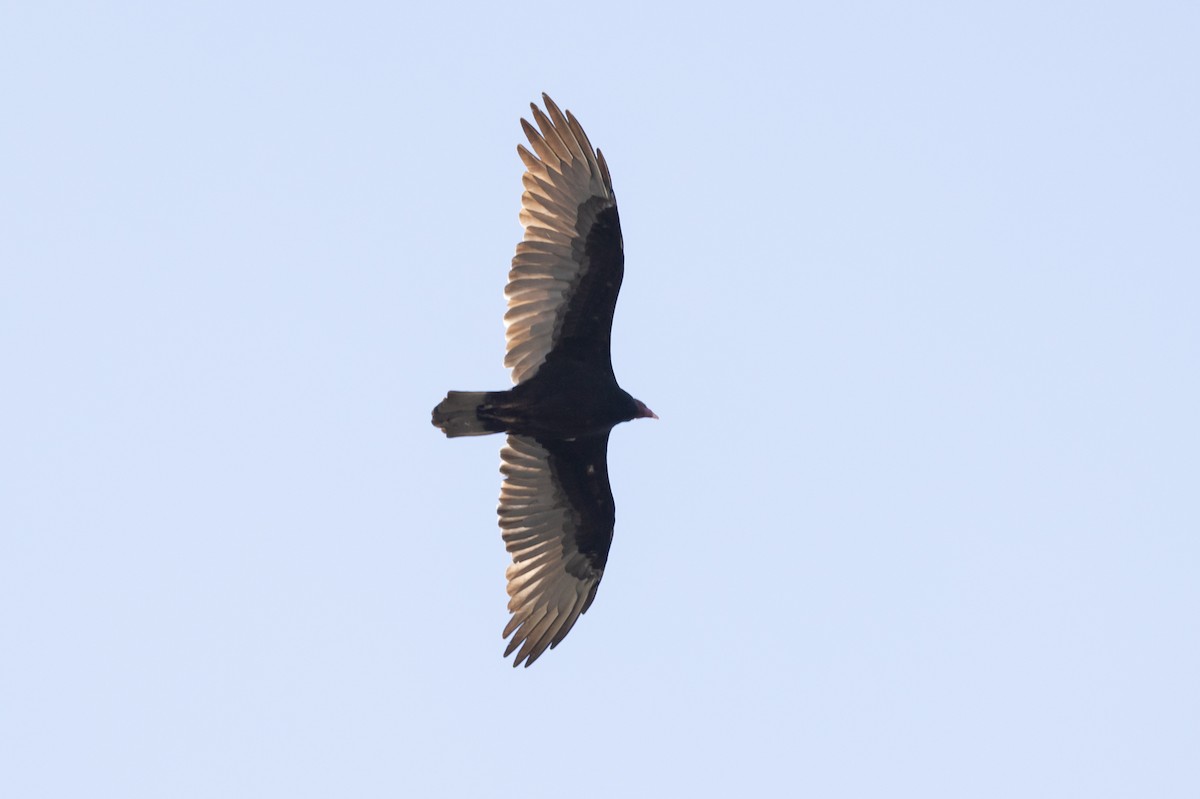 Turkey Vulture - ML623806524