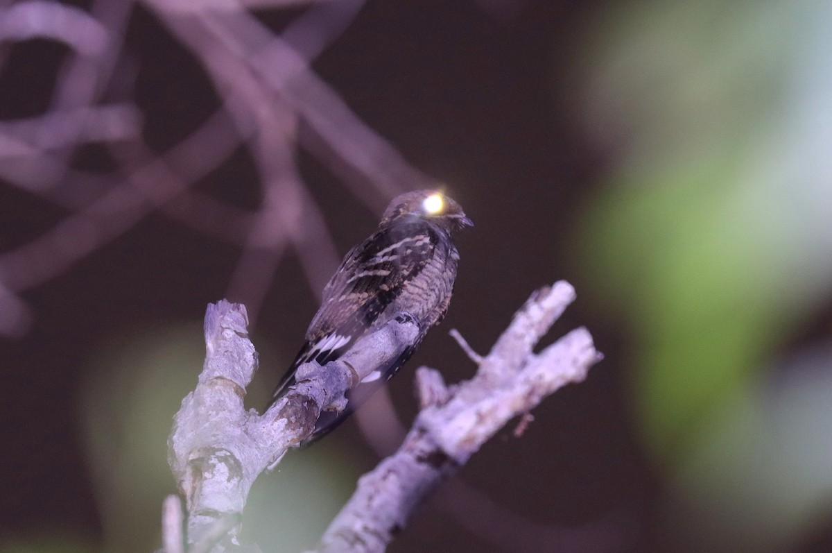 Large-tailed Nightjar - ML623806525