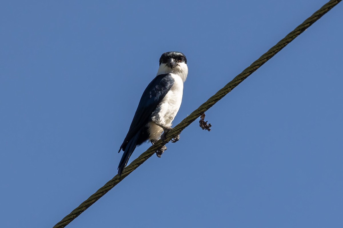 Philippine Falconet - ML623806531