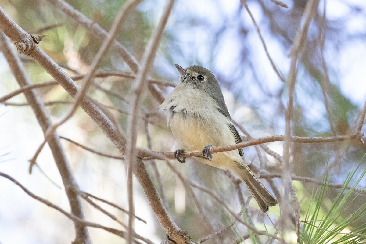 Hutton's Vireo - ML623806533
