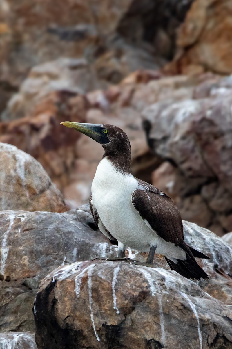 Masked Booby - Sushant Jadhav