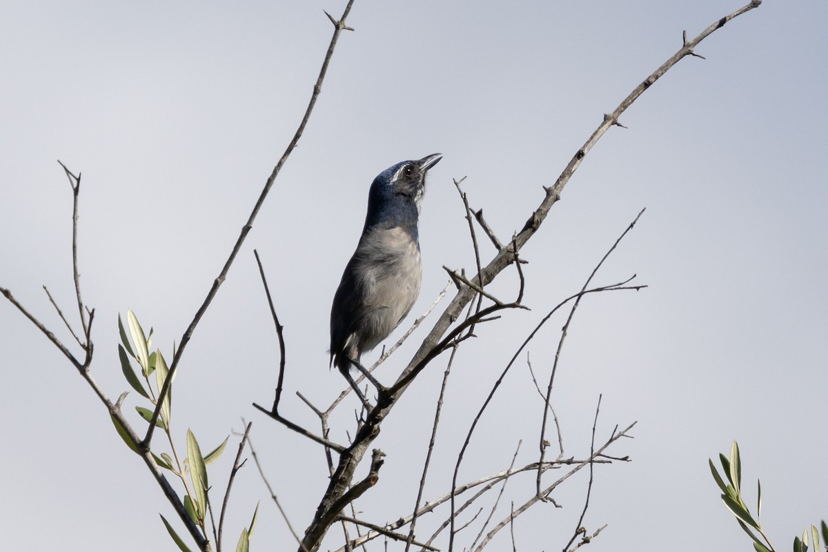 California Scrub-Jay - ML623806540