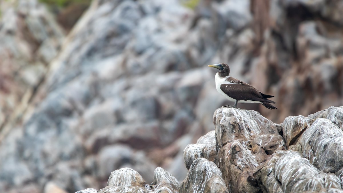 Masked Booby - ML623806542