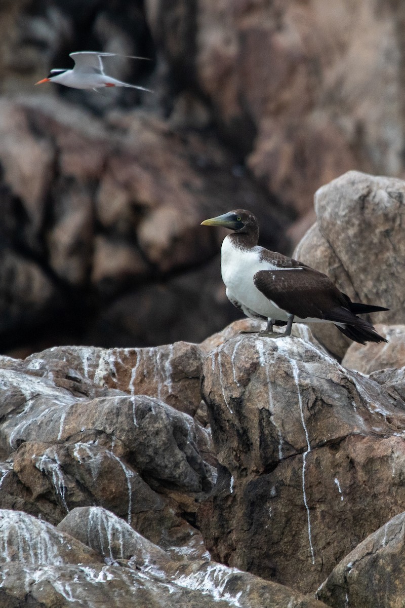 Masked Booby - Sushant Jadhav