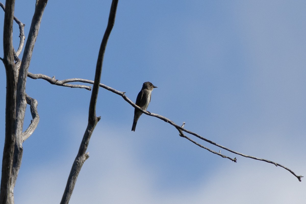 Olive-sided Flycatcher - ML623806553