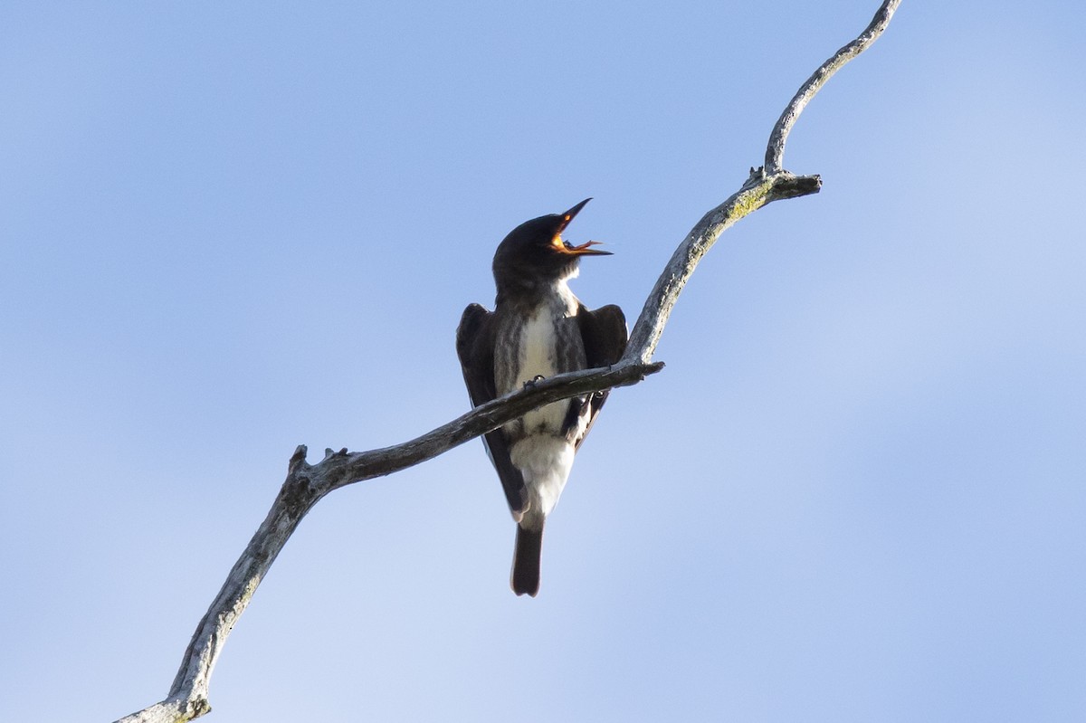 Olive-sided Flycatcher - ML623806560