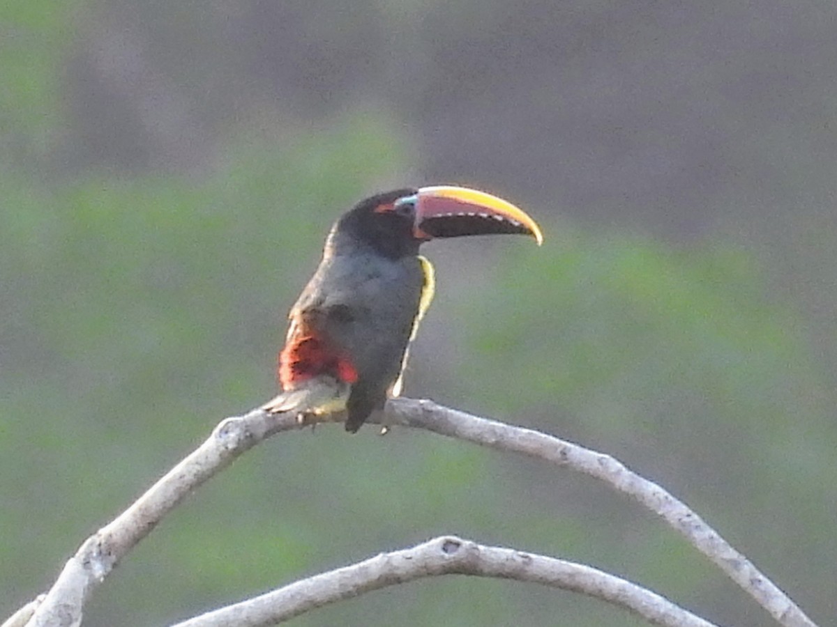 Green Aracari - ML623806585