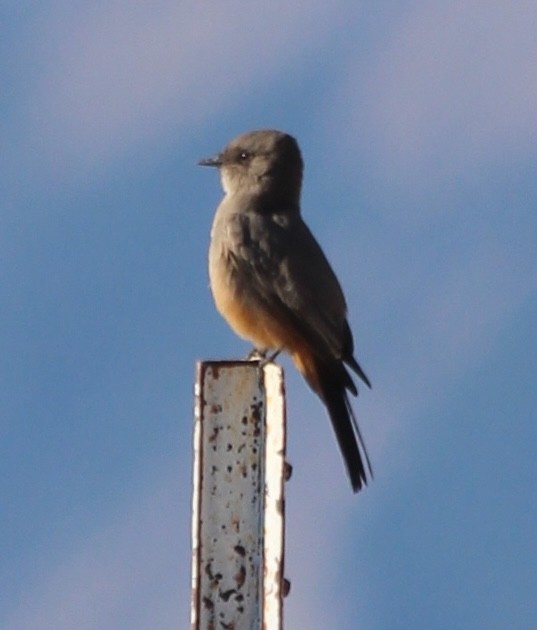 Say's Phoebe - ML623806599