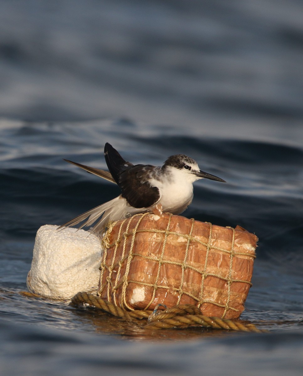 Bridled Tern - ML623806625