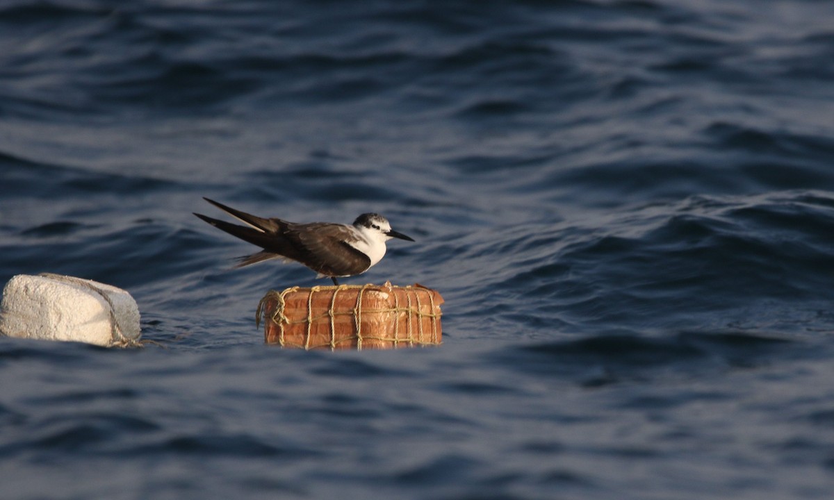 Bridled Tern - ML623806627