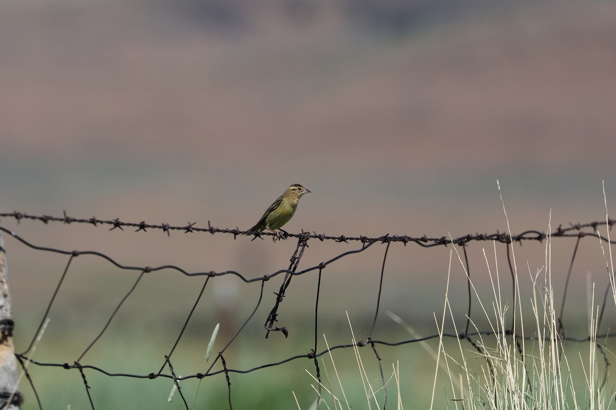 bobolink - ML623806629