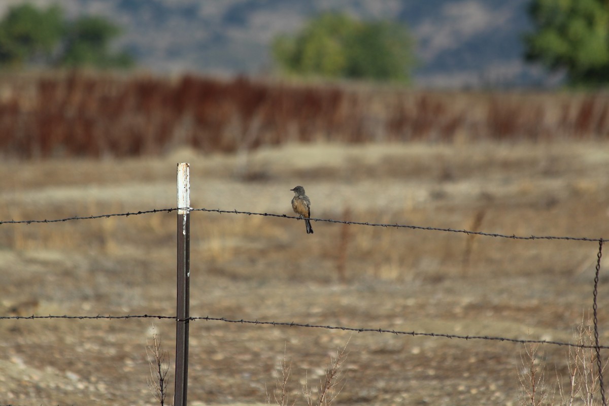 Say's Phoebe - ML623806636