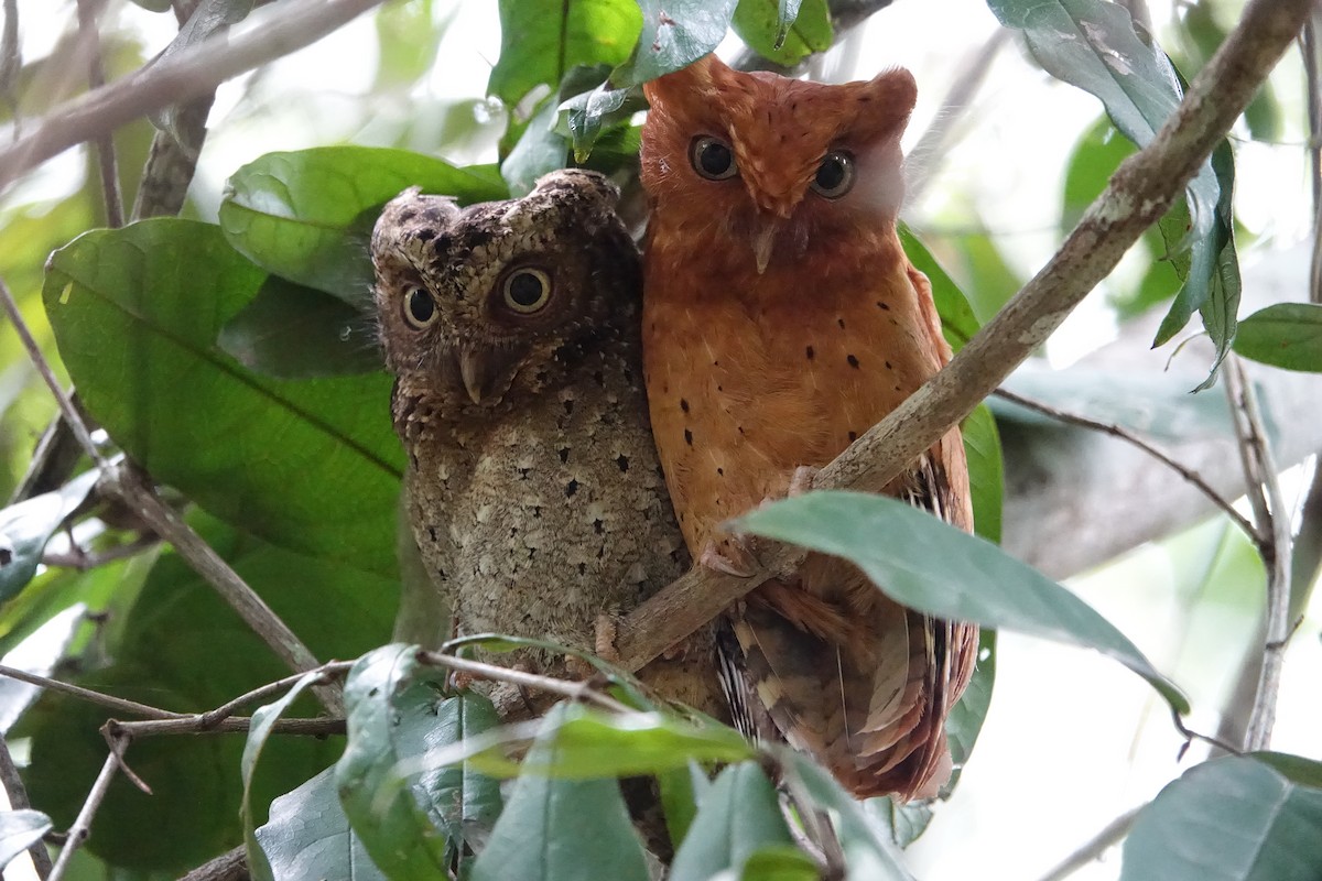 Sokoke Scops-Owl - ML623806655