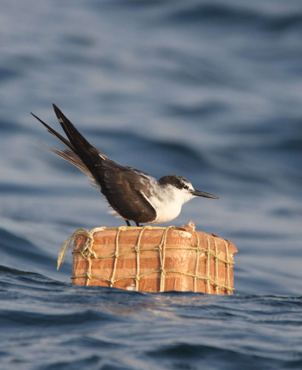 Bridled Tern - ML623806665