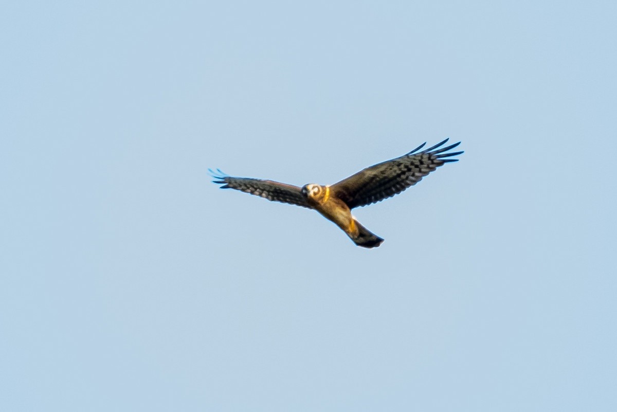 Northern Harrier - Frank King