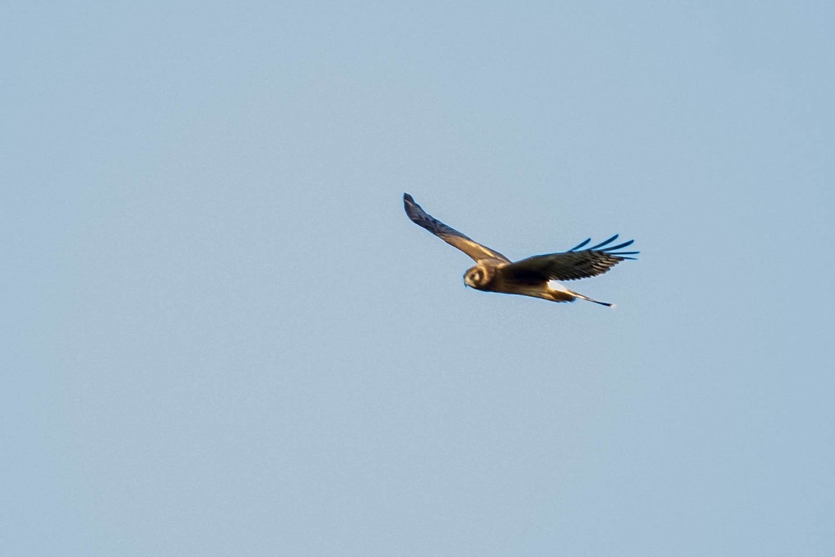 Northern Harrier - ML623806725