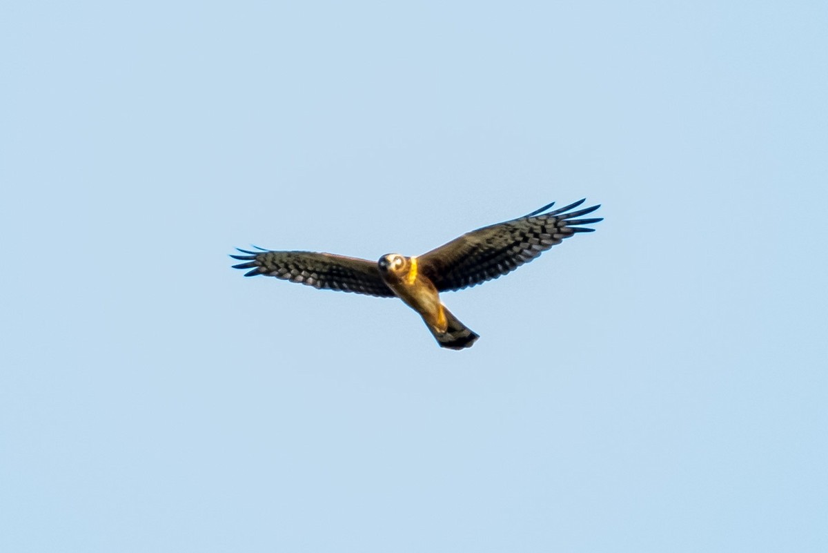 Northern Harrier - ML623806726