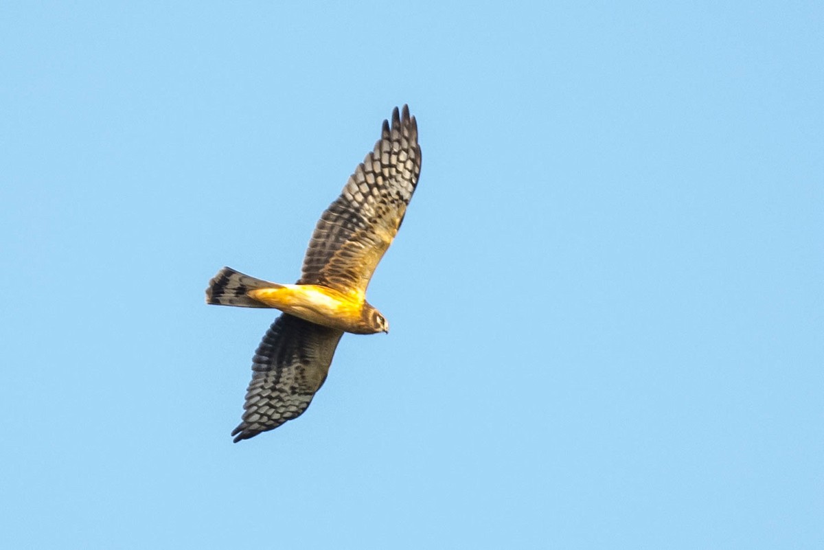 Northern Harrier - ML623806727