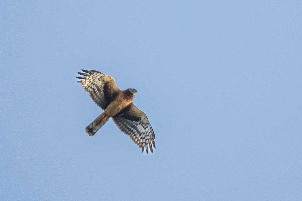 Northern Harrier - ML623806730