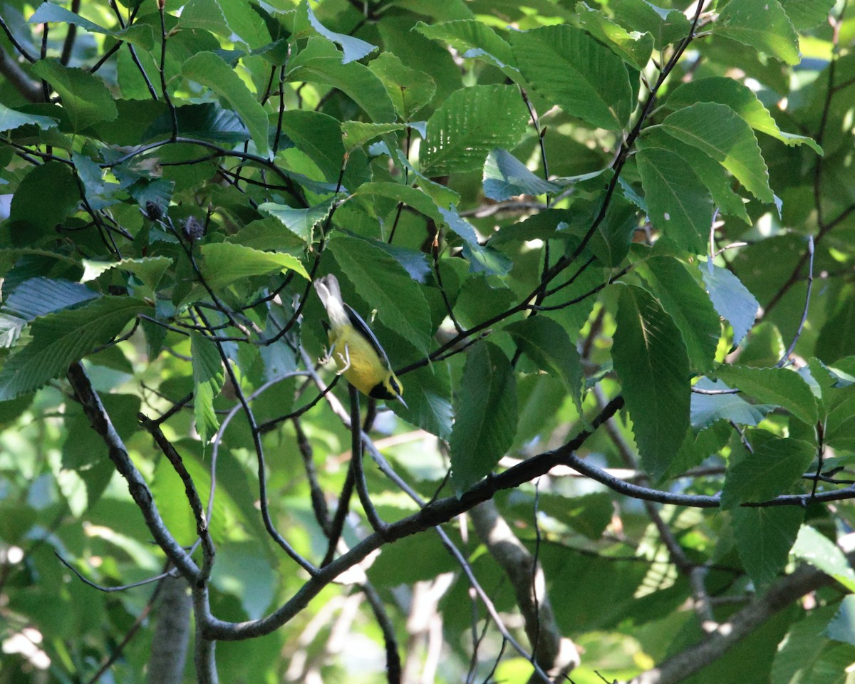 Lawrence's Warbler (hybrid) - ML623806754