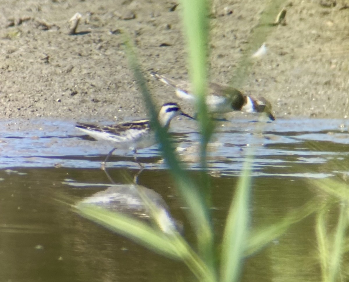 Red-necked Phalarope - ML623806759