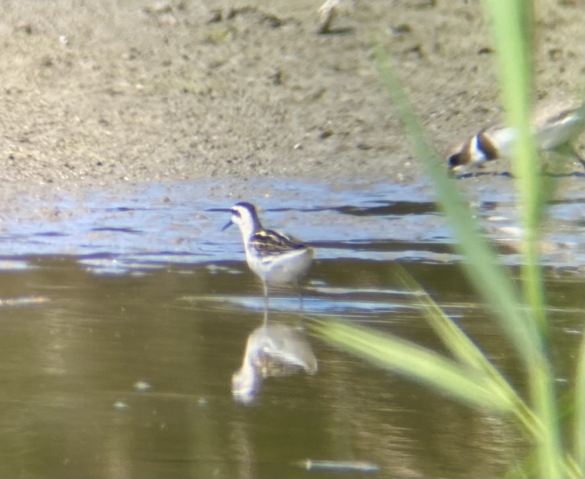 Red-necked Phalarope - ML623806760