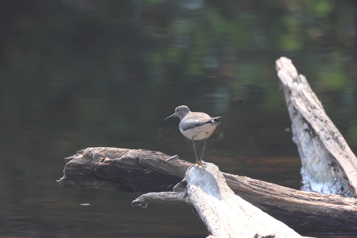 Solitary Sandpiper - ML623806781