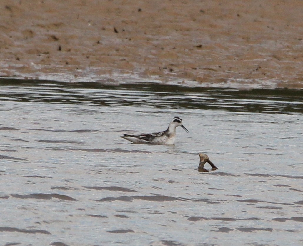 Phalarope à bec étroit - ML623806782