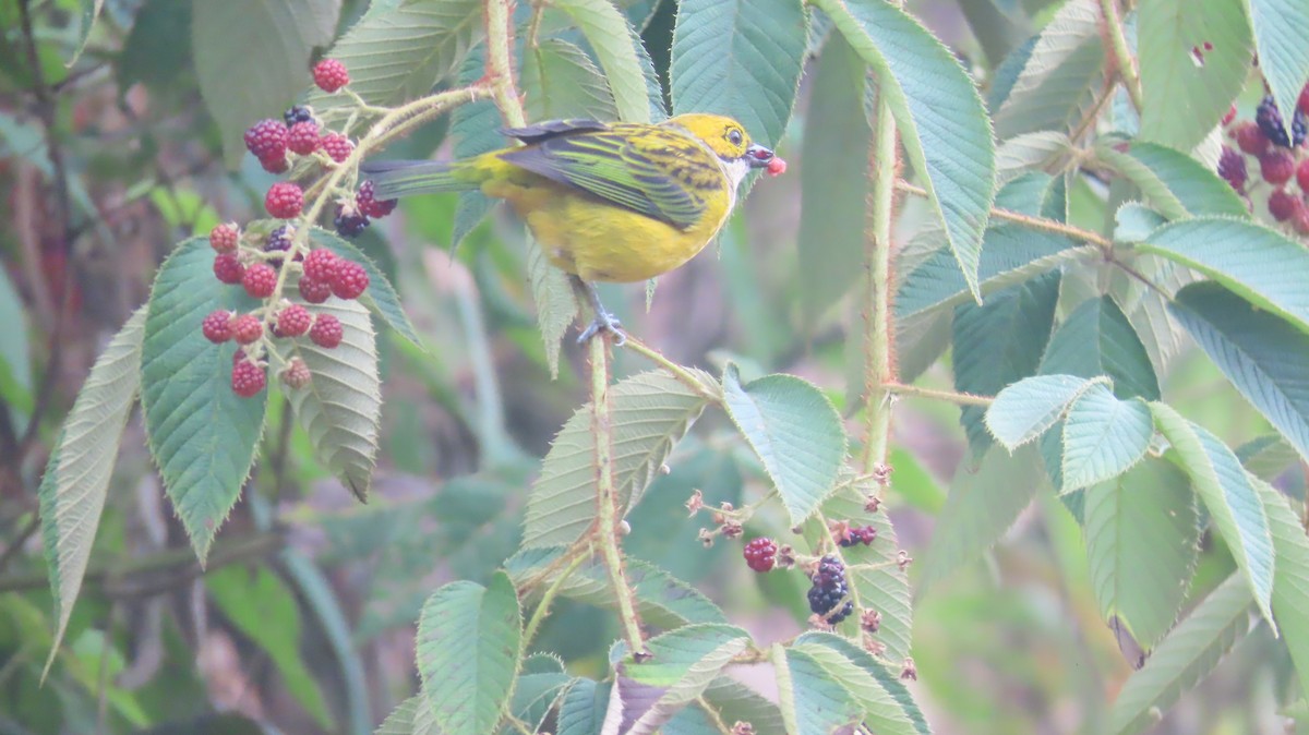 Silver-throated Tanager - ML623806791